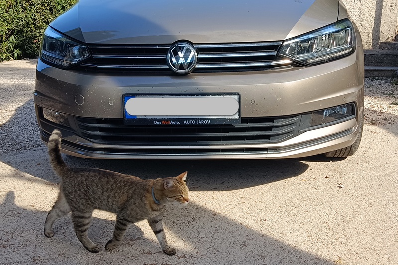 Family Volkswagen with the cat standing in front of the car